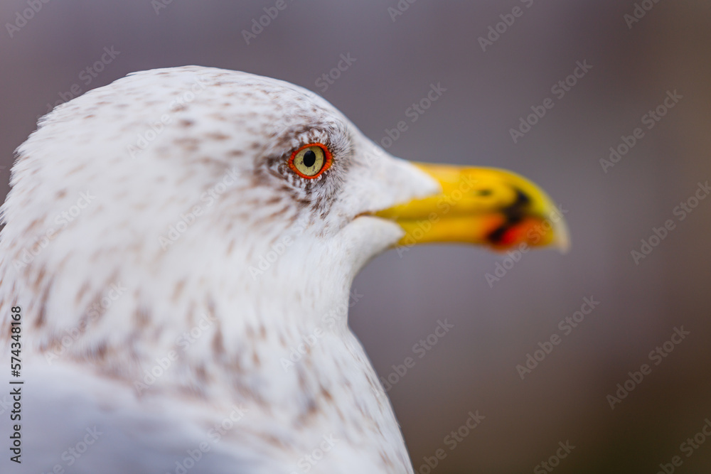 A seagull with its white feathers standing out against red roof tiles