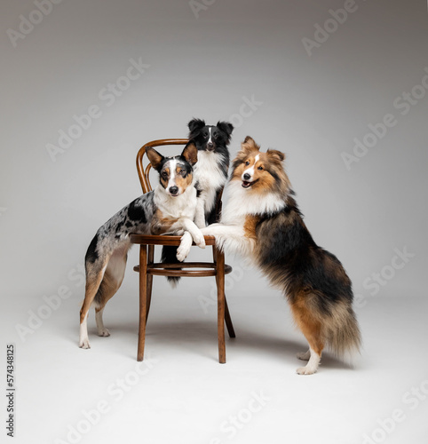 Group of dogs together on grey background. Shetland sheepdog breed with Border Collie dog in studio. Pet training, cute dog, smart dog. Kennel