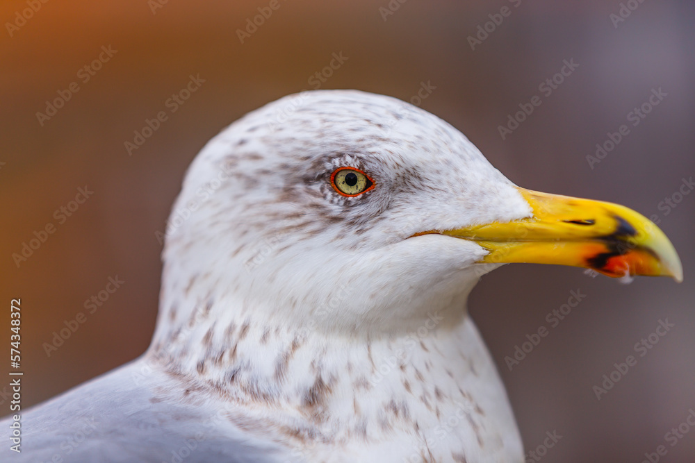 A seagull with its white feathers standing out against red roof tiles A seagull with its white feathers standing out against red roof tiles