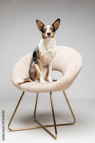 Border collie dog breed on chair on gray background in studio. Pet training, cute dog, smart dog © OlgaOvcharenko