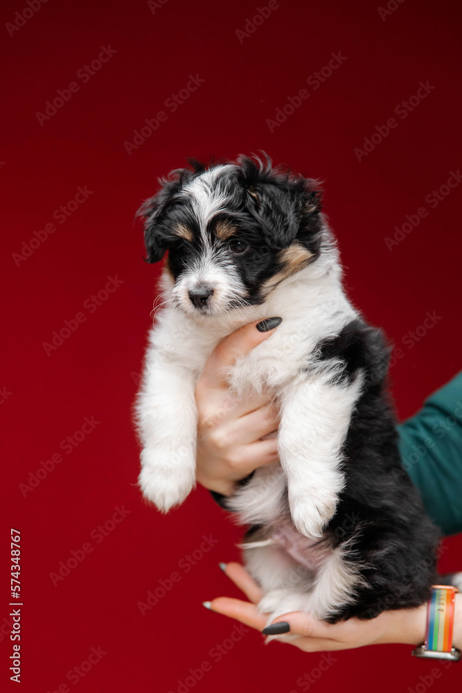 Cute young woman hugs her puppy Terrier dog. Love between owner and dog. Studio portrait.