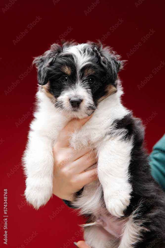 Cute young woman hugs her puppy Terrier dog. Love between owner and dog. Studio portrait.