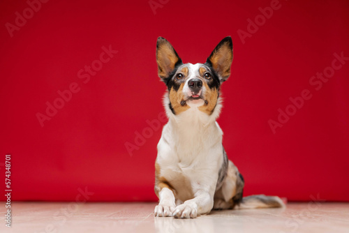 Border collie dog breed on red background. Pet training, cute dog, smart dog. Funny dog © OlgaOvcharenko