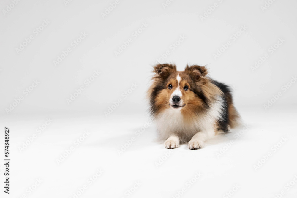 Fototapeta premium Shetland sheepdog breed on white background in studio. Sheltie dog. Pet training, cute dog, smart dog