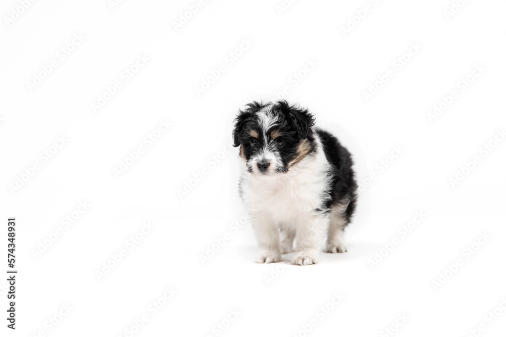 Adorable tricolor terrier puppy looking at the camera with shiny dark eyes. Little cuddle puppy