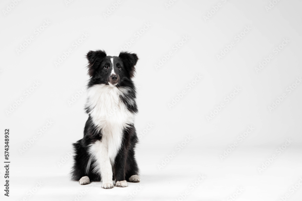 Shetland sheepdog breed on white background in studio. Sheltie dog. Pet training, cute dog, smart dog