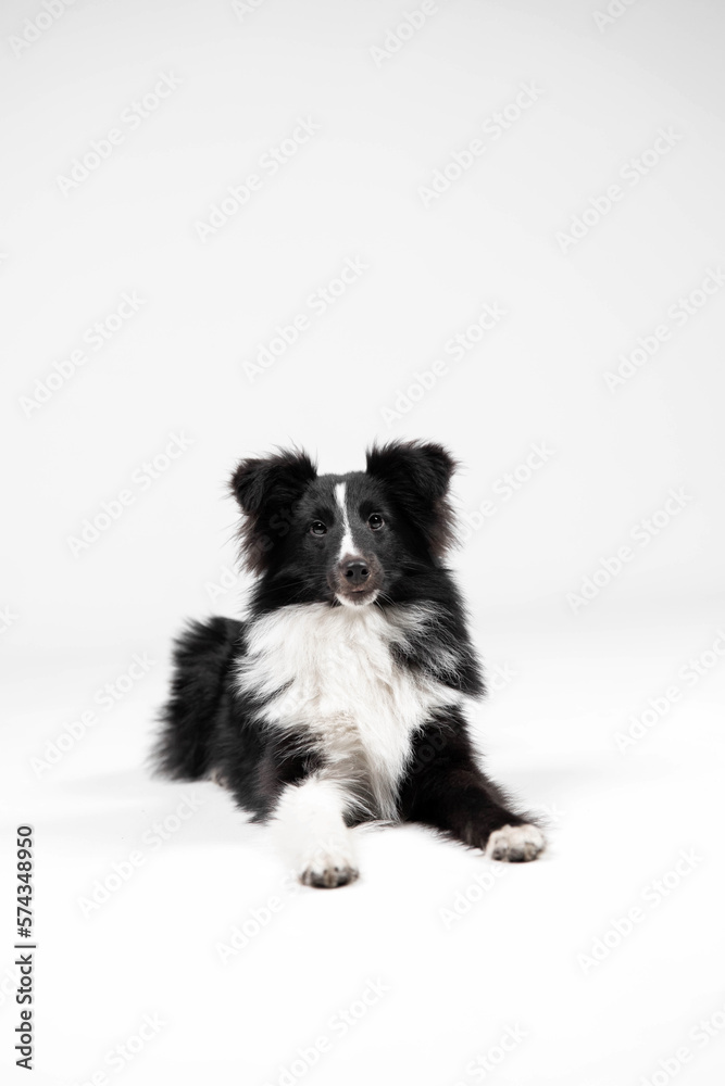 Shetland sheepdog breed on white background in studio. Sheltie dog. Pet training, cute dog, smart dog