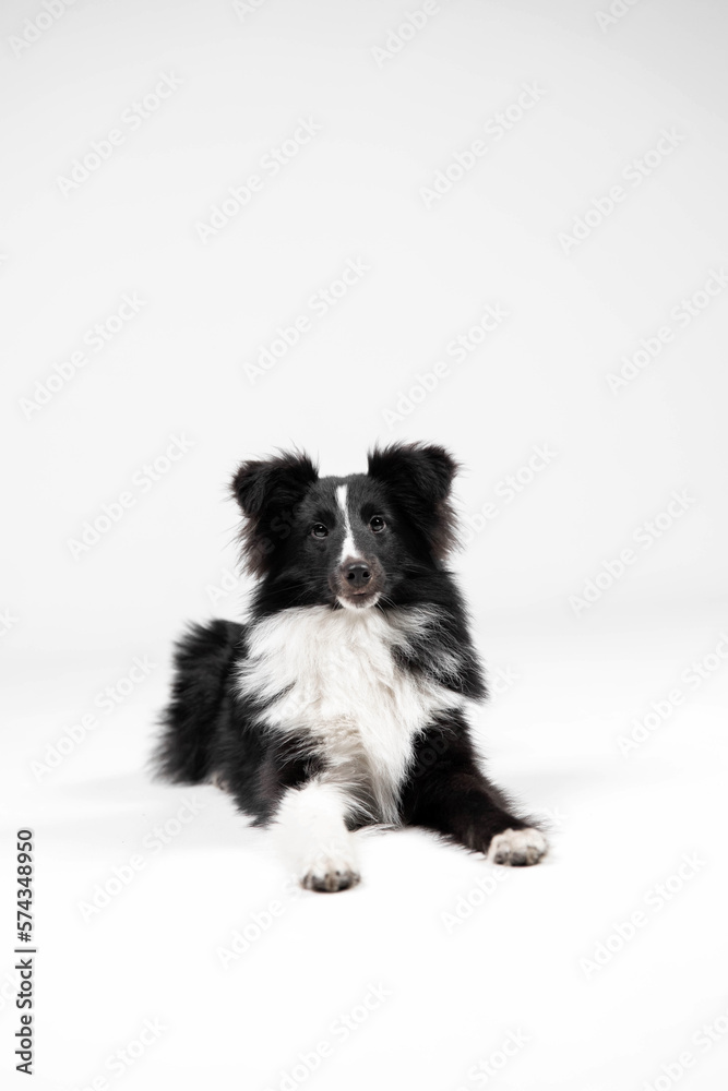 Shetland sheepdog breed on white background in studio. Sheltie dog. Pet training, cute dog, smart dog Shetland sheepdog breed on white background in studio. Sheltie dog. Pet training, cute dog, smart dog