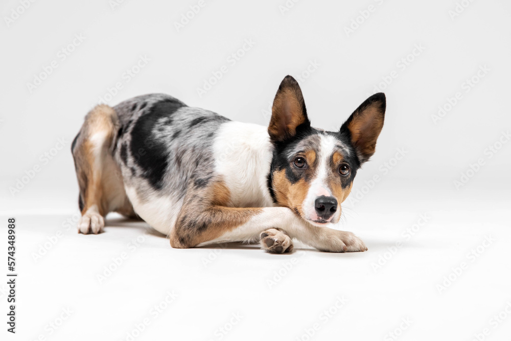 Border collie dog breed on white background in studi. Pet training, cute dog, smart dog Border collie dog breed on white background in studi. Pet training, cute dog, smart dog