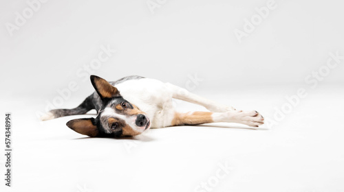 Fototapeta Naklejka Na Ścianę i Meble -  Border collie dog breed on white background in studi. Pet training, cute dog, smart dog