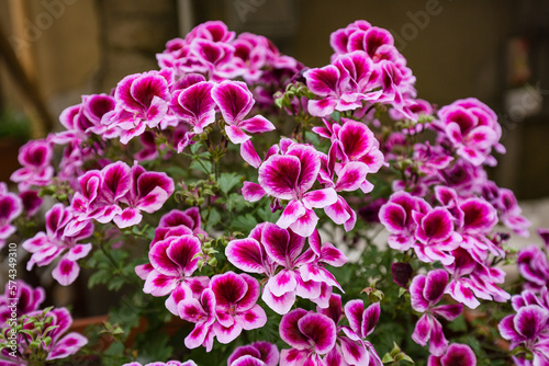 Pelargonium grandiflorum - purple pink white ornamental flower