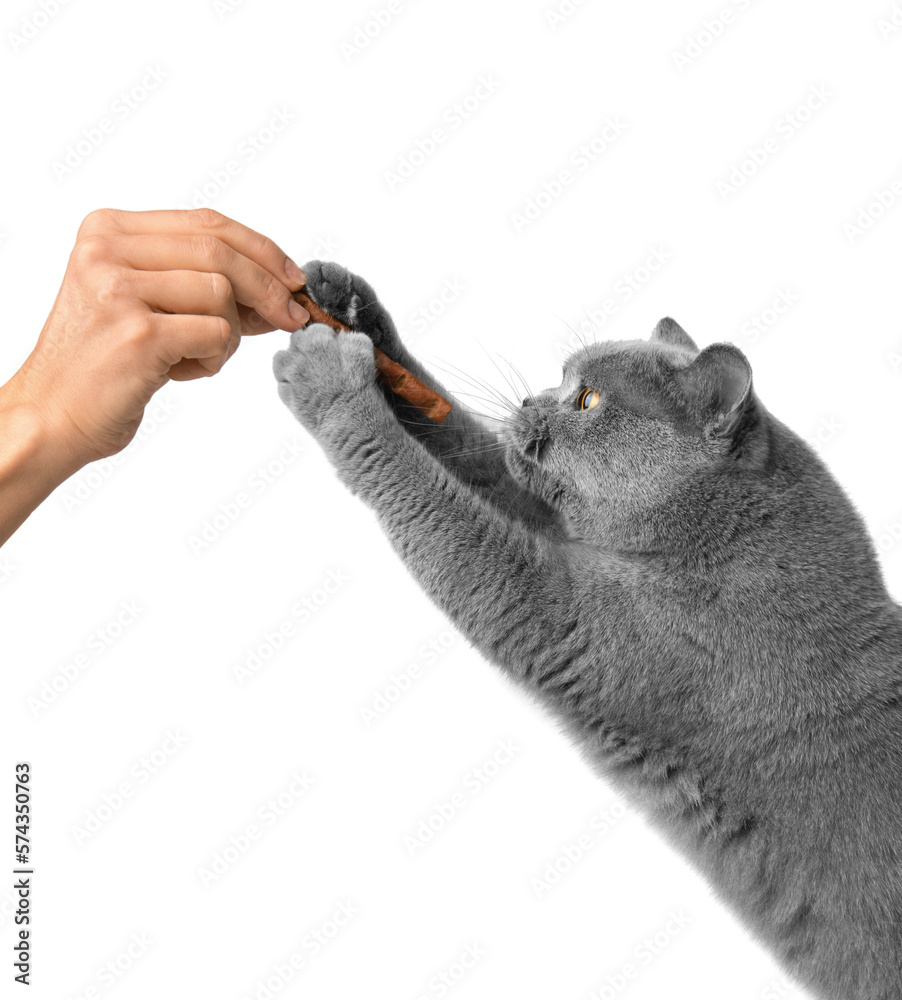 Obraz premium The cat on its hind legs reaches for a treat.