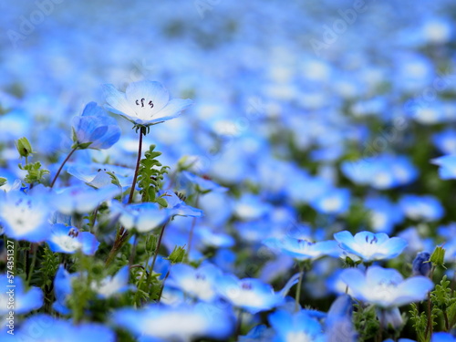 ネモフィラ, 
Nemophila