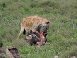 Spotted hena with wildebeest carcass