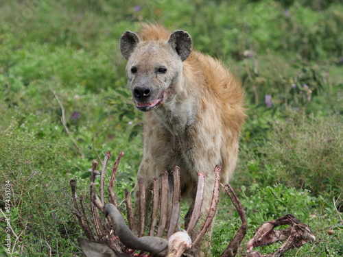 Spotted hena with wildebeest carcass