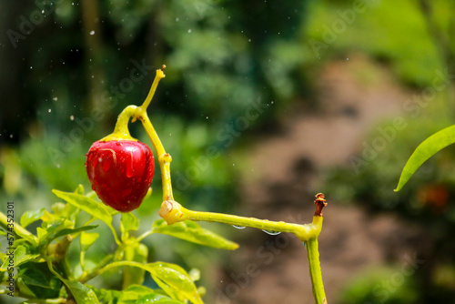 Primo piano di una pianta di peperoncino rosso nell'orto in giardino, giardinaggio e natura