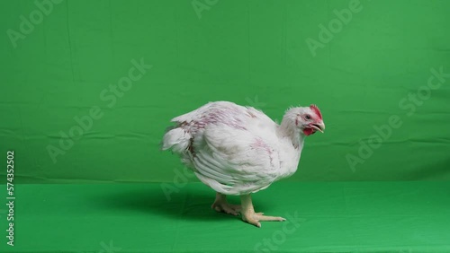 White Rooster in poultry farm on green screen.