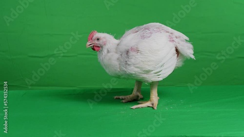 White rooster in farm on green screen chroma key