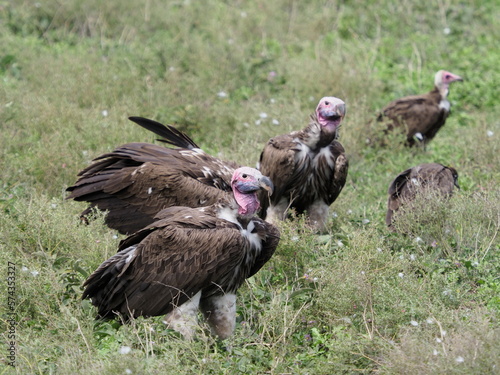 Vultures in the Serengeti