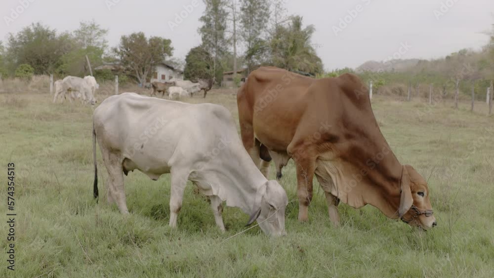 Brahman Cattle Farming Industry in Asia.Cows are eating grass in the open farm. Brahman Cattle Farming Industry in Asia.Cows are eating grass in the open farm.