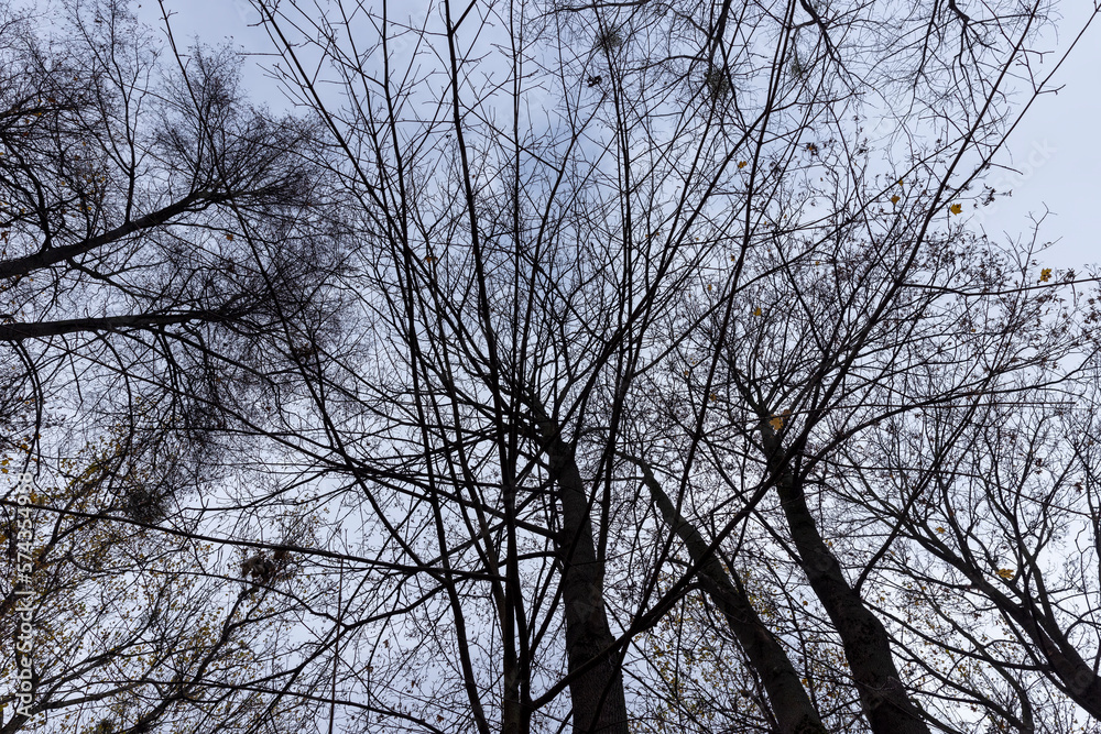 Dull orange foliage on trees in autumn cloudy weather Dull orange foliage on trees in autumn cloudy weather