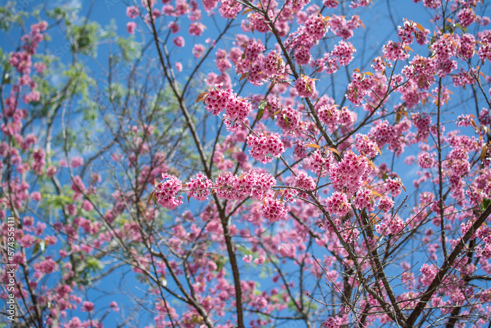Wild Himalayan Cherry or Sour cherry (Prunus cerasoides) with blue sky, Royal agricultural Research Center (Khun Wang) located in Chiang Mai province. Wild Himalayan Cherry or Sour cherry (Prunus cerasoides) with blue sky, Royal agricultural Research Center (Khun Wang) located in Chiang Mai province.