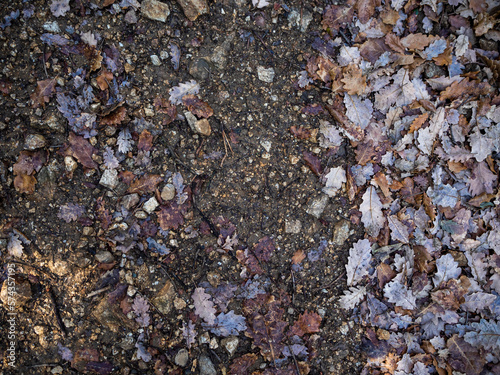 imagen detalle textura suelo de tierra y piedras con hojas secas 