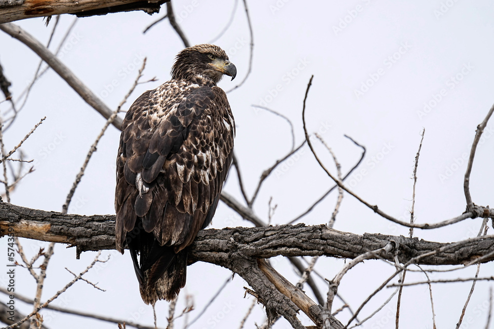 Juvenile Bald Eagle