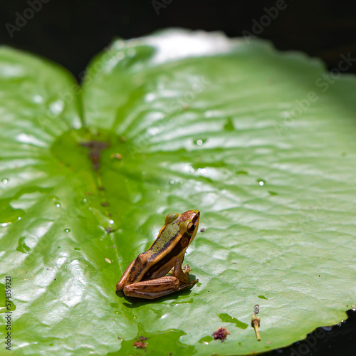 Small endemic frog Brown Mantella (Mantidactylus melanopleura), species of small frog in the Mantellidae family sits on a green lotus leaf in Thailand  photo