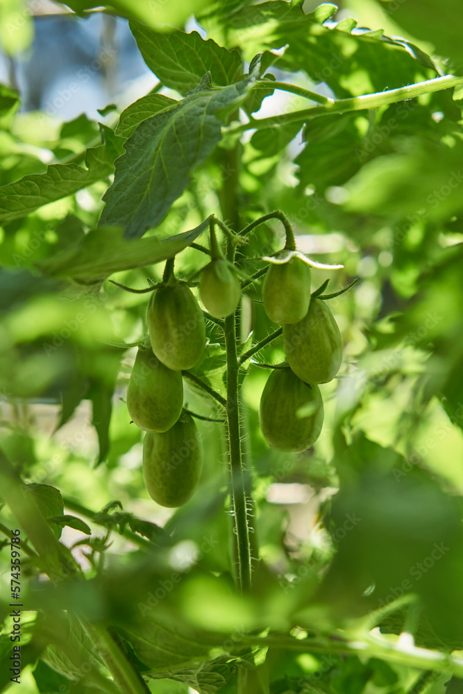 Details of a green cherry tomato plant