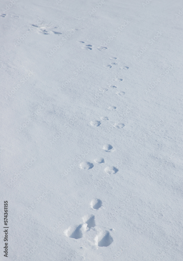 Wild rabbit tracks on the snow