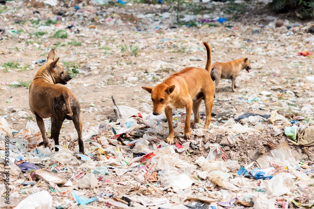 Obraz premium big garbage dump,The huge waste pile extends into the garbage mountain.That is product from the petrochemical industry.Plastic is a necessary and cheap packaging for food.select focus.dogs eat scraps.