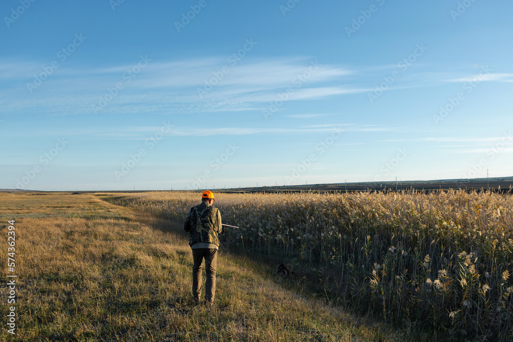 Mature man hunter with gun while walking on field. Mature man hunter with gun while walking on field.