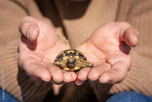 Close-Up of hand holding turtle.