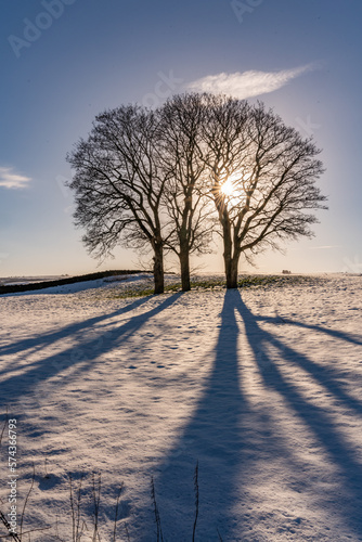 Snowy trees in a North Wales winter 