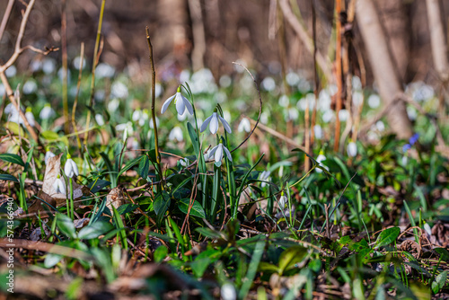 Snowdrops flower in spring forest