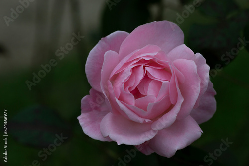 Pink rose in soft color, Made with blur style for background
