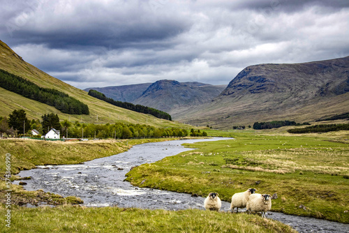 landscape with sheep