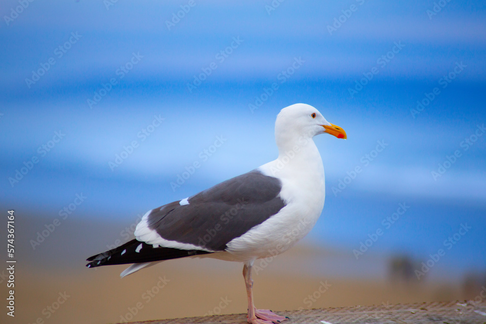 seagull on the beach