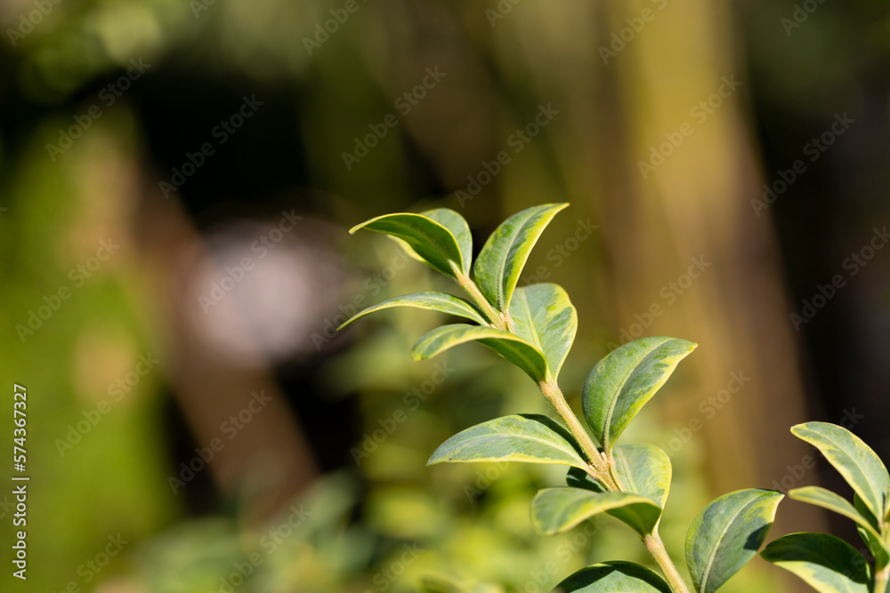 Fototapeta premium boxwood. Buxus sempervirens s. young boxwood leaves on a branch