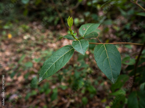 Wallpaper Mural imagen detalle rama con hojas verdes y la naturaleza desenfocada de fondo  Torontodigital.ca