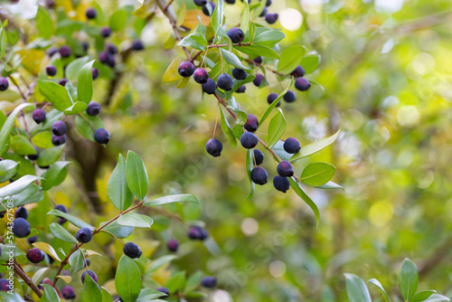 Detail of a myrtle bush with berries in autumn selective focus photo