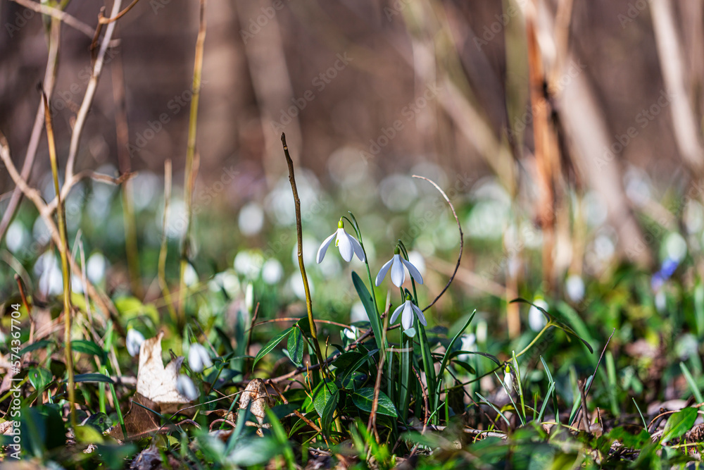 Snowdrops flower in spring forest Snowdrops flower in spring forest
