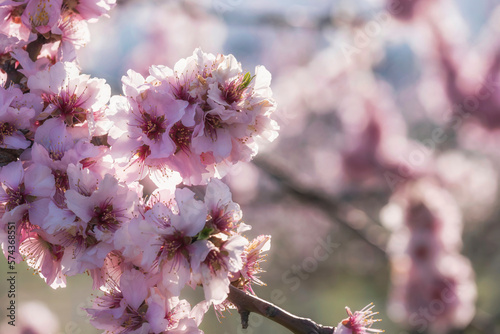 Close up of pink almond blossoms in Rhineland-Palatinate/Germany © fotografci