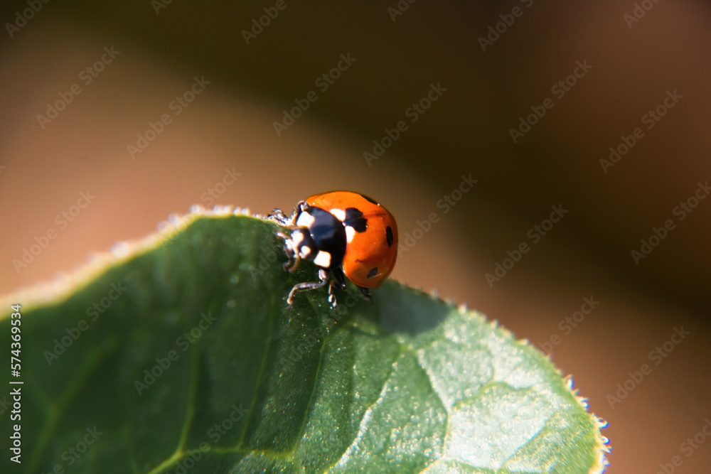 ladybird on leaf ladybird on leaf