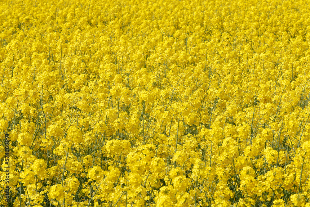 Rapeseed field. France.