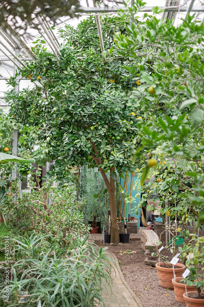 Citrus fruit blooming tree in the orangery