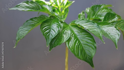 Leaves of a plant, Green dragon, Arisaema dracontium photo