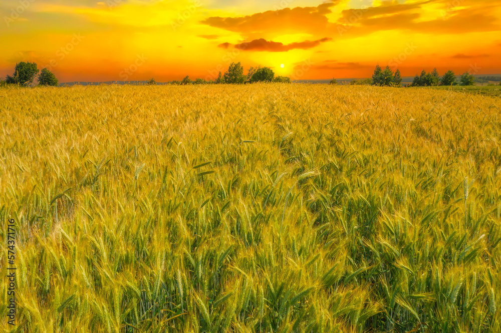 Green wheat field , sunset shot. Tuscany wheat field panorama