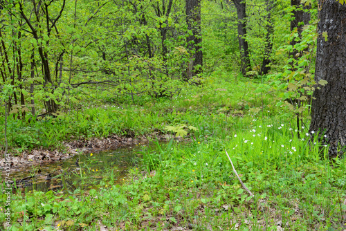 green forest with tree trunks  puddle and lawn with white flowers and lush foliage